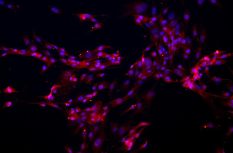 人原代細(xì)胞