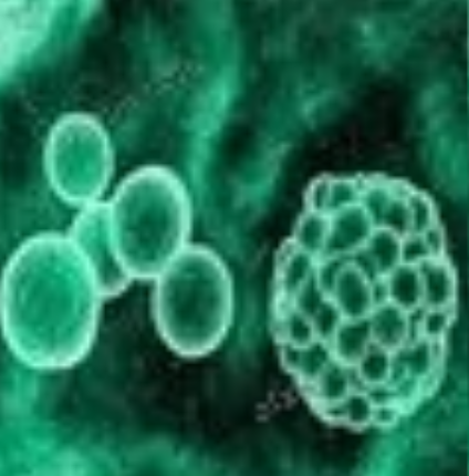 內(nèi)皮細(xì)胞 內(nèi)皮細(xì)胞