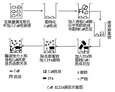 酶聯(lián)免疫吸附劑測定的原理